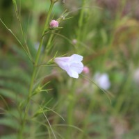 Parasopubia delphiniifolia (L.) H.-P.Hofm. & Eb.Fisch.